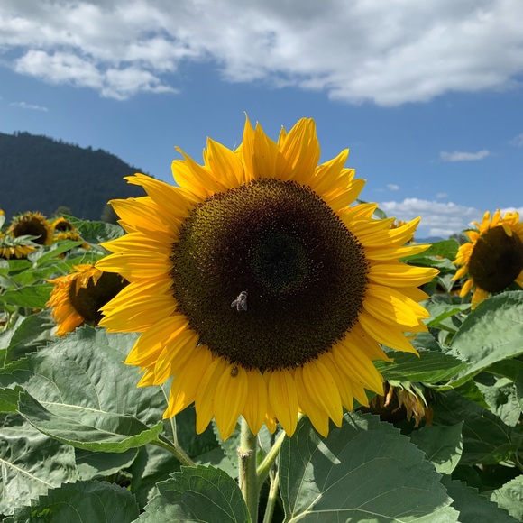 Meet your Posher, Vanessa - Picture 1 of 1